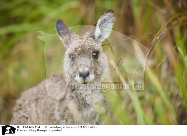 Eastern Grey Kangaroo portrait / DMS-09134