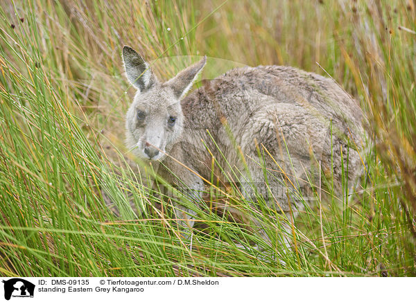 standing Eastern Grey Kangaroo / DMS-09135