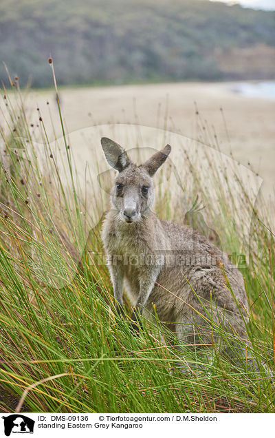 stehendes stliches Graues Riesenknguru / standing Eastern Grey Kangaroo / DMS-09136