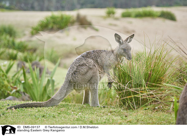 standing Eastern Grey Kangaroo / DMS-09137