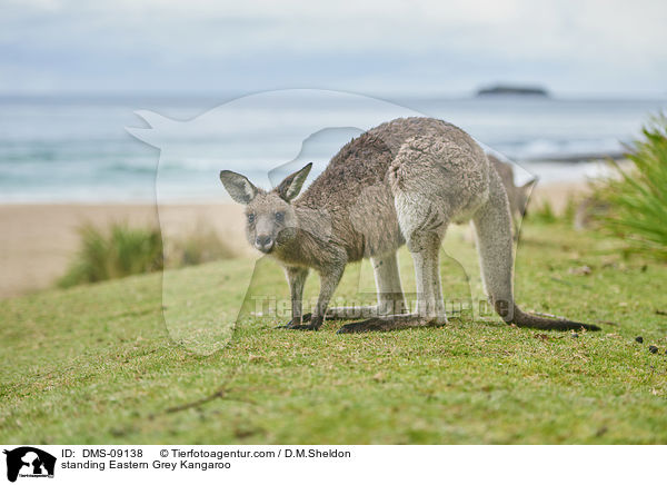 stehendes stliches Graues Riesenknguru / standing Eastern Grey Kangaroo / DMS-09138