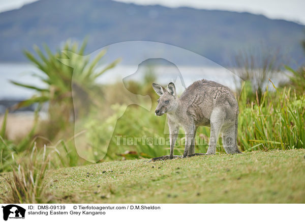 standing Eastern Grey Kangaroo / DMS-09139