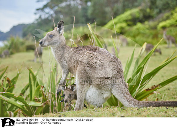 standing Eastern Grey Kangaroo / DMS-09140