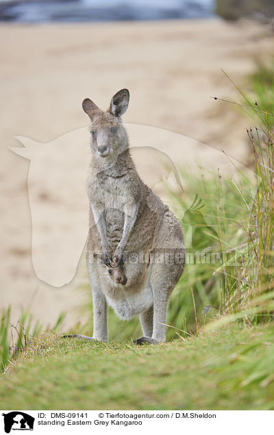 stehendes stliches Graues Riesenknguru / standing Eastern Grey Kangaroo / DMS-09141