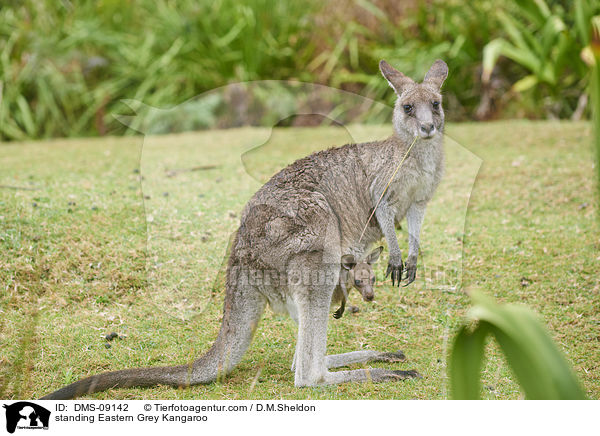 stehendes stliches Graues Riesenknguru / standing Eastern Grey Kangaroo / DMS-09142