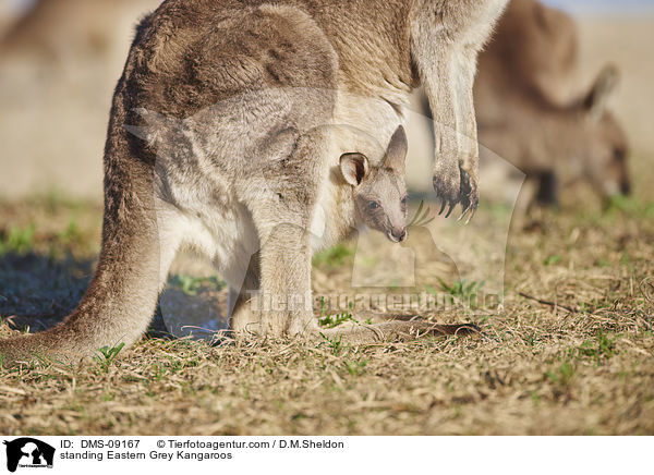 stehende stliches Graues Riesenkngurus / standing Eastern Grey Kangaroos / DMS-09167
