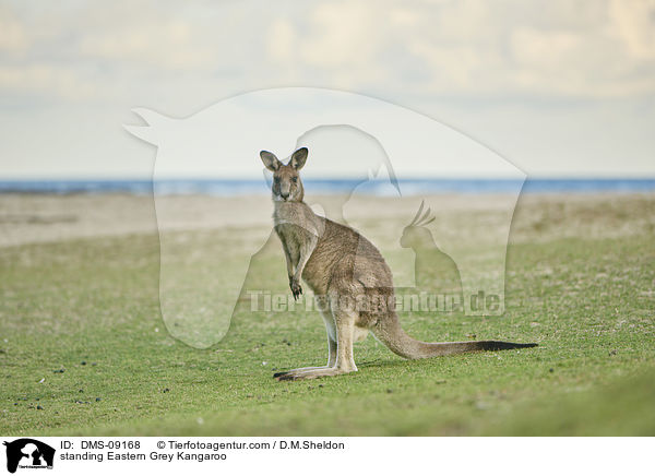 stehendes stliches Graues Riesenknguru / standing Eastern Grey Kangaroo / DMS-09168