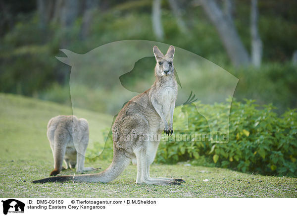 stehende stliches Graues Riesenkngurus / standing Eastern Grey Kangaroos / DMS-09169