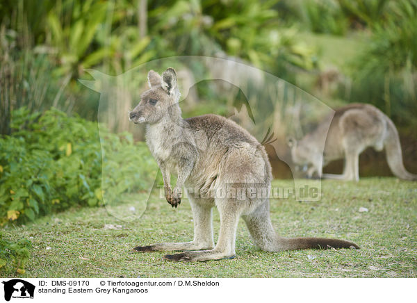 stehende stliches Graues Riesenkngurus / standing Eastern Grey Kangaroos / DMS-09170