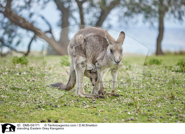 stehendes stliches Graues Riesenknguru / standing Eastern Grey Kangaroo / DMS-09171