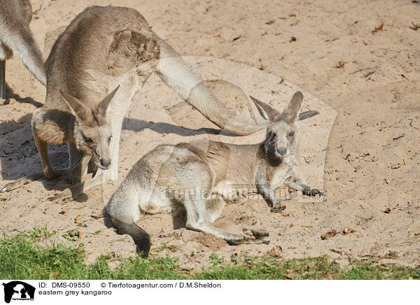 stliches Graues Riesenknguru / eastern grey kangaroo / DMS-09550