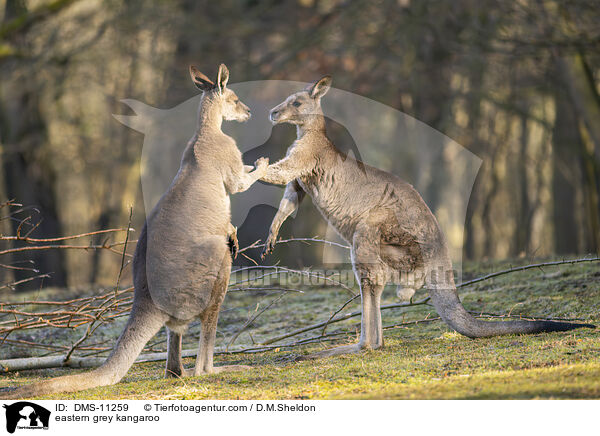 stliches Graues Riesenknguru / eastern grey kangaroo / DMS-11259