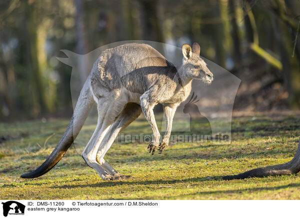 stliches Graues Riesenknguru / eastern grey kangaroo / DMS-11260