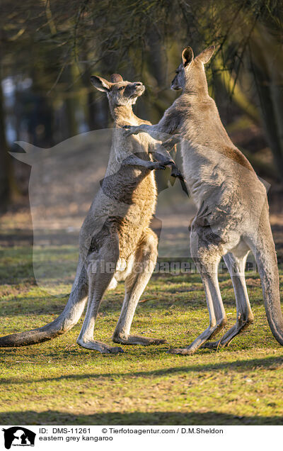 stliches Graues Riesenknguru / eastern grey kangaroo / DMS-11261