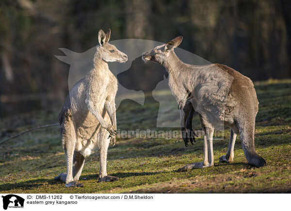 stliches Graues Riesenknguru / eastern grey kangaroo / DMS-11262