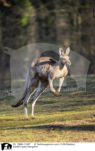 stliches Graues Riesenknguru / eastern grey kangaroo / DMS-11267