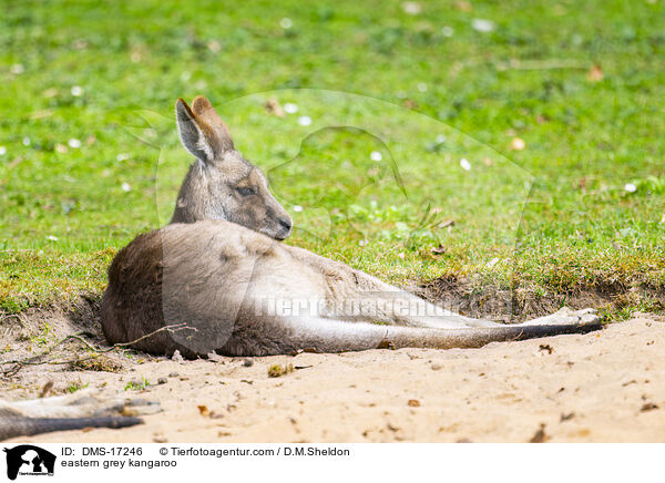 Graues Riesenk�nguru / eastern grey kangaroo / DMS-17246