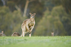 eastern grey kangaroo