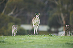 eastern grey kangaroos