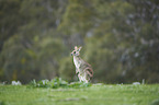 eastern grey kangaroo