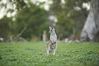 eastern grey kangaroo