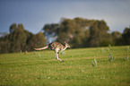 eastern grey kangaroo