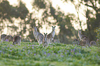 eastern grey kangaroos