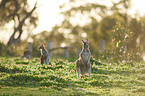 eastern grey kangaroos