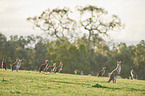 eastern grey kangaroos