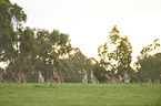 eastern grey kangaroos