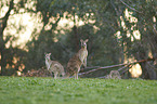 eastern grey kangaroos