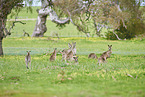 eastern grey kangaroos