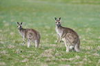 eastern grey kangaroos