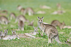 eastern grey kangaroos