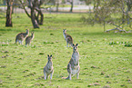 eastern grey kangaroos