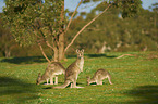 eastern grey kangaroos