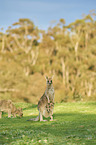 eastern grey kangaroos