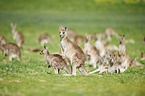 eastern grey kangaroos