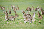 eastern grey kangaroos