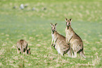eastern grey kangaroos