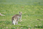 eastern grey kangaroo