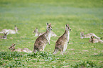 eastern grey kangaroos