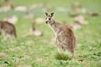 eastern grey kangaroo