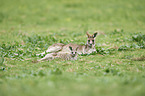 eastern grey kangaroos