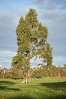 eastern grey kangaroos