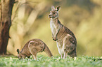 eastern grey kangaroos