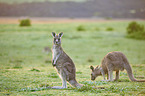 eastern grey kangaroos