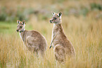 eastern grey kangaroos