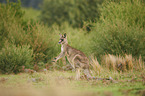 eastern grey kangaroo