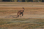 forester kangaroo